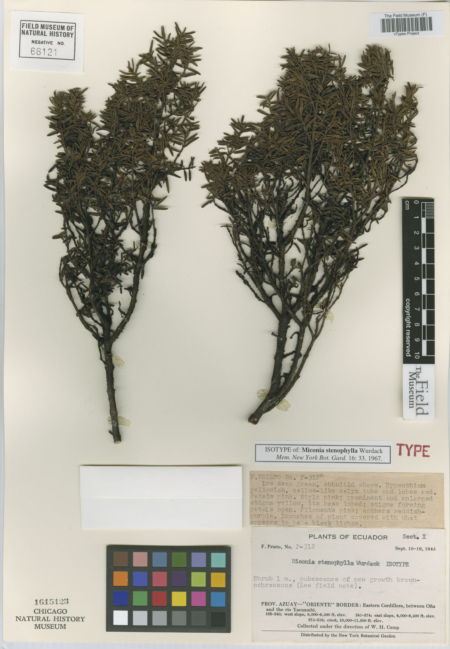 Miconia stenophylla image