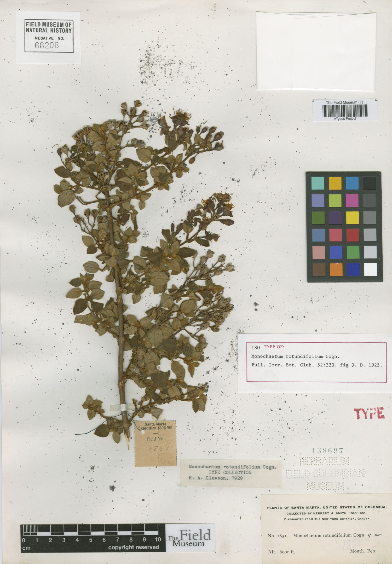 Monochaetum rotundifolium image