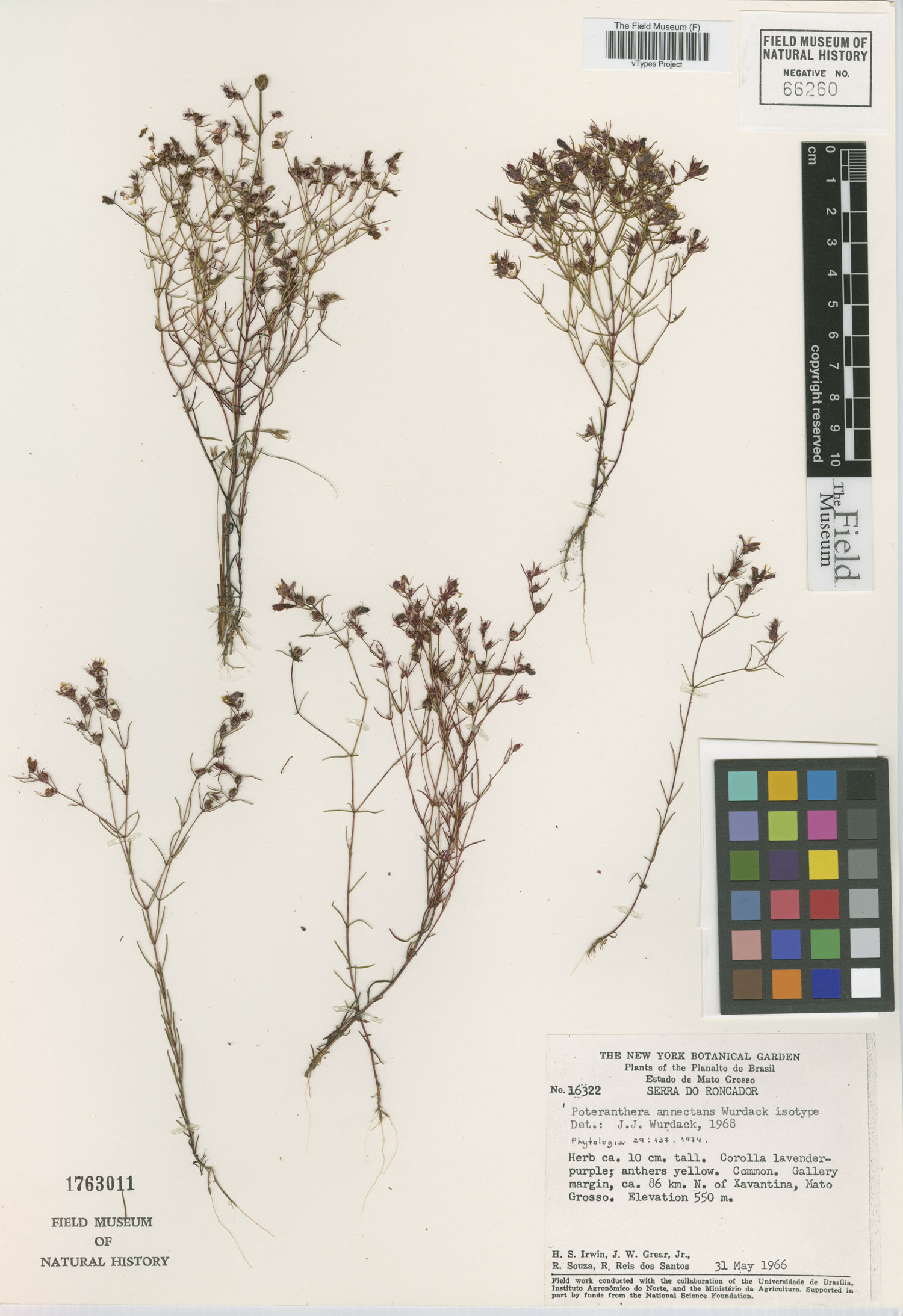 Poteranthera annectans image