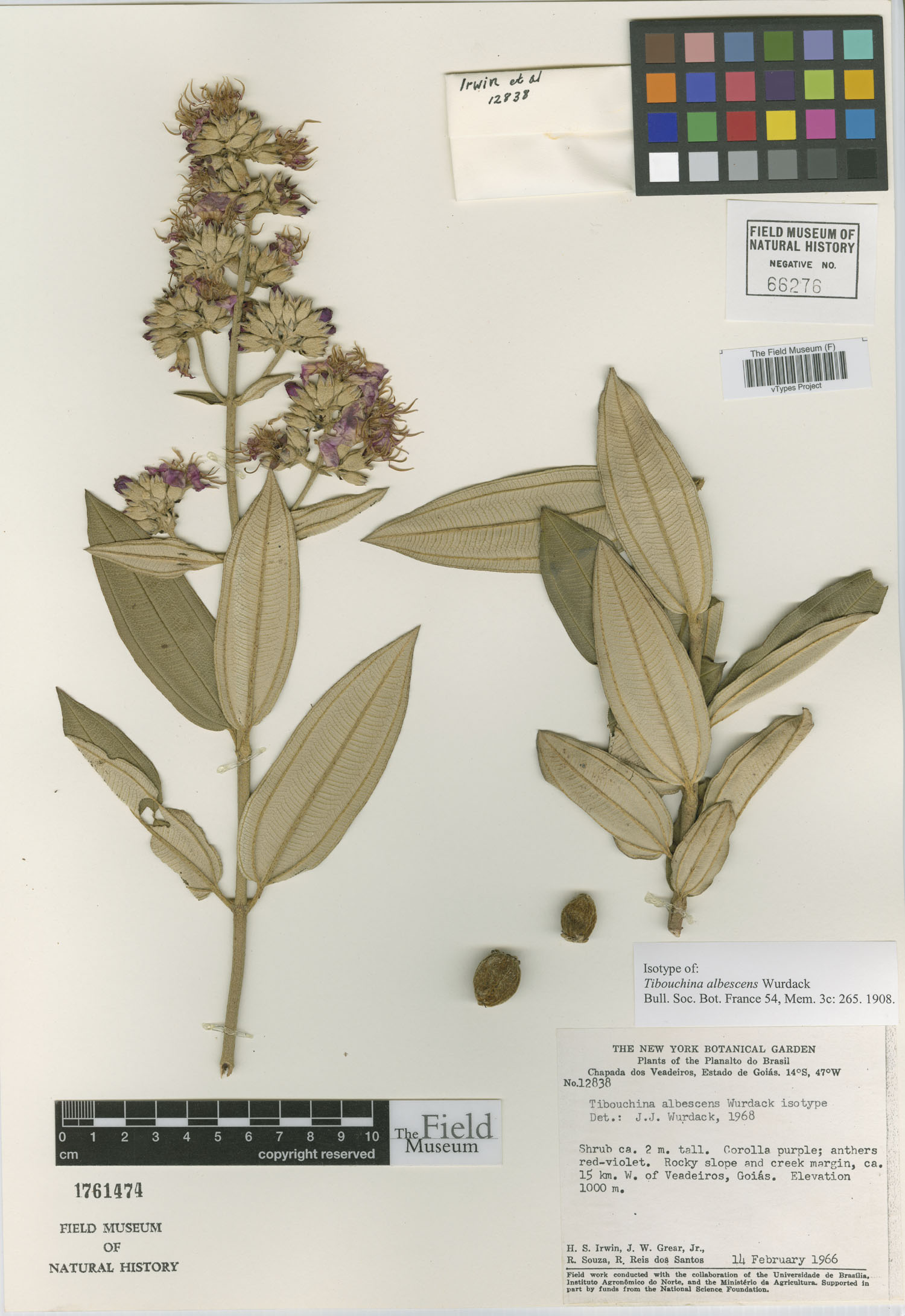 Tibouchina albescens image