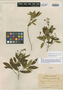 Tibouchina pauciflora image
