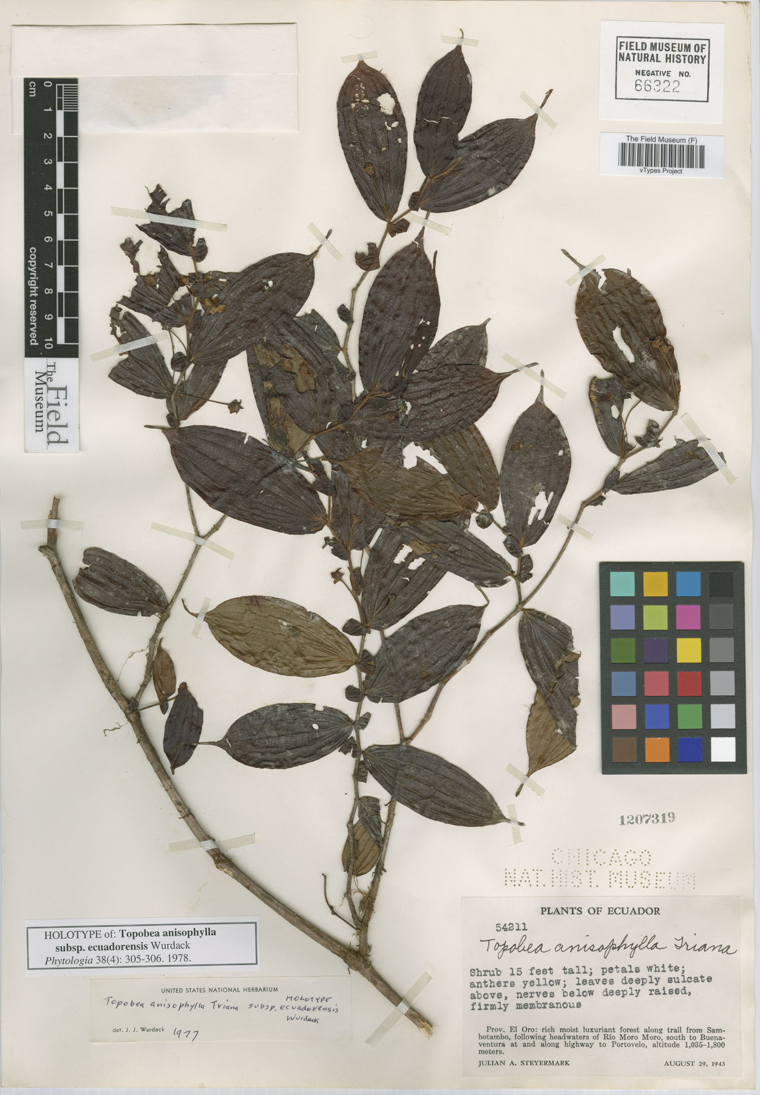 Topobea anisophylla image