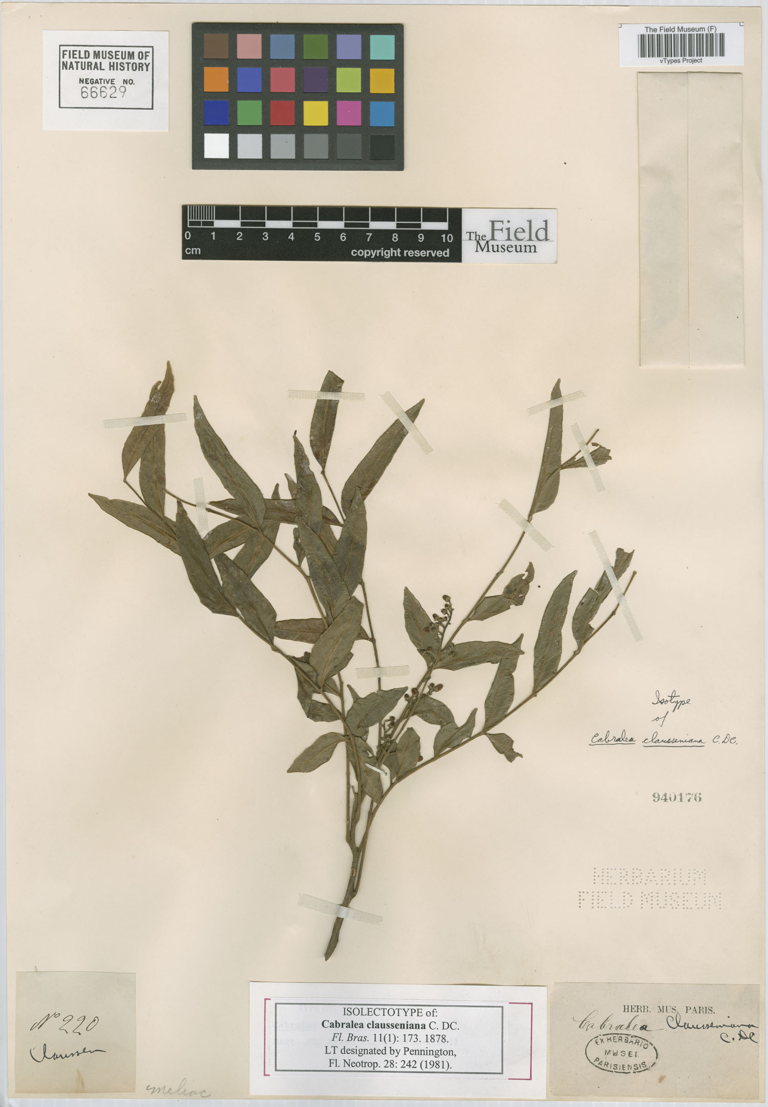 Cabralea canjerana subsp. selloi image