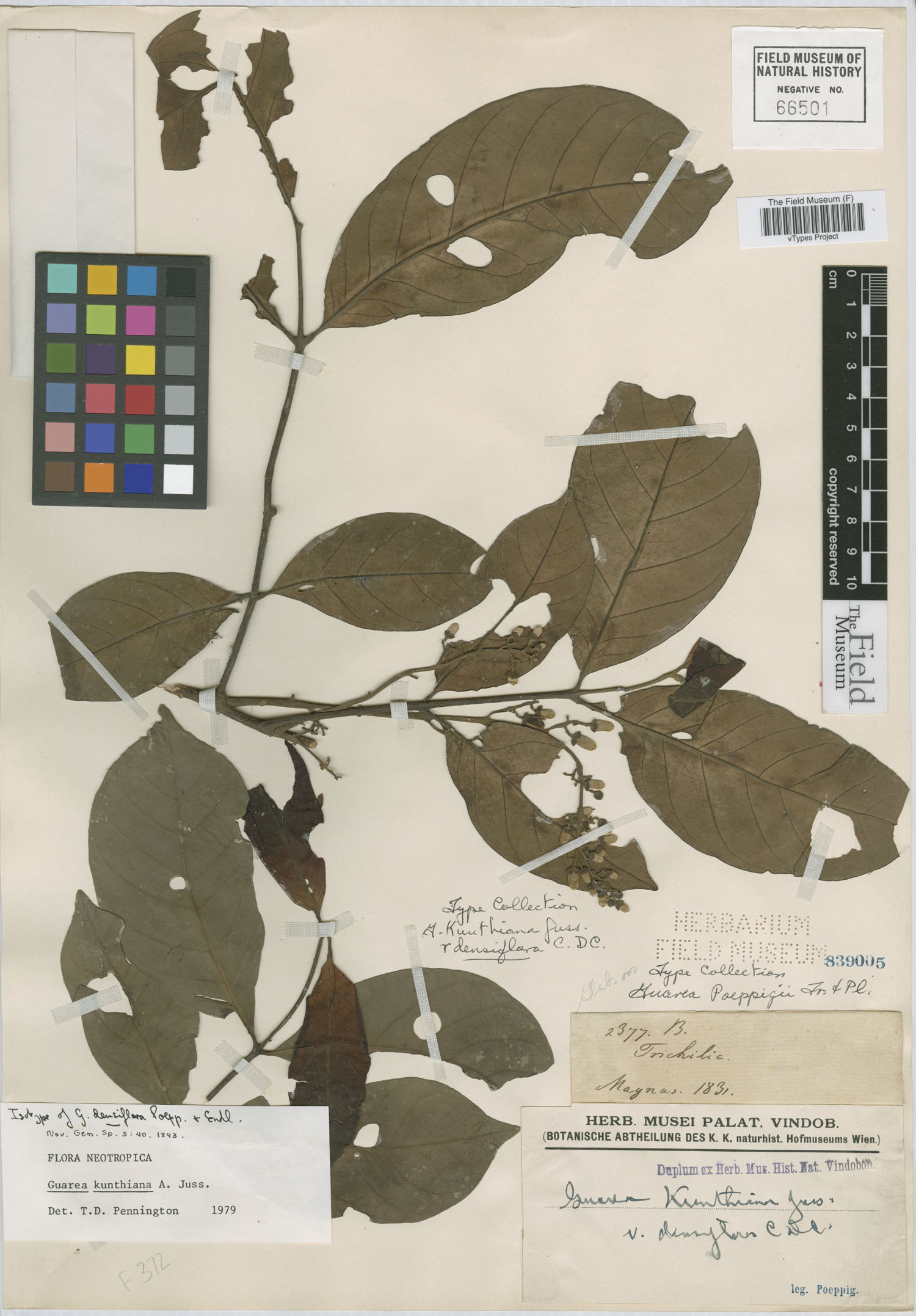 Guarea densiflora image