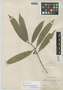 Mollinedia longifolia image