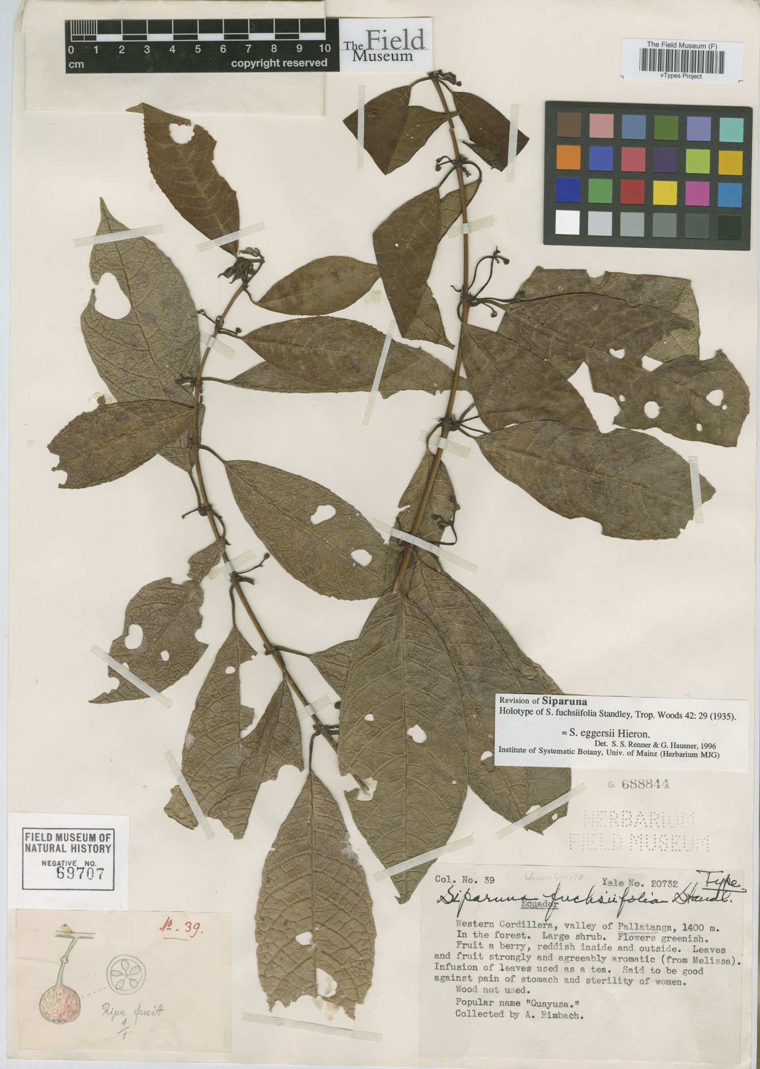 Siparuna fuchsiifolia image