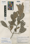 Brosimum acutifolium subsp. obovatum image