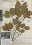 Brosimum utile subsp. ovatifolium image