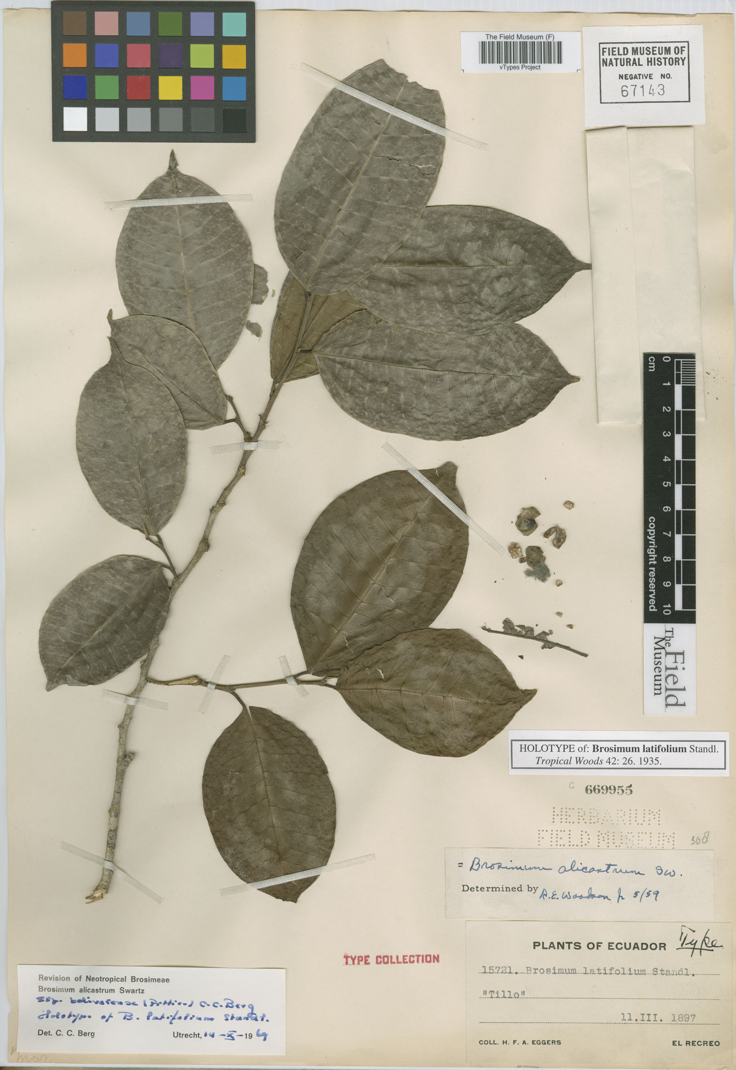 Brosimum latifolium image