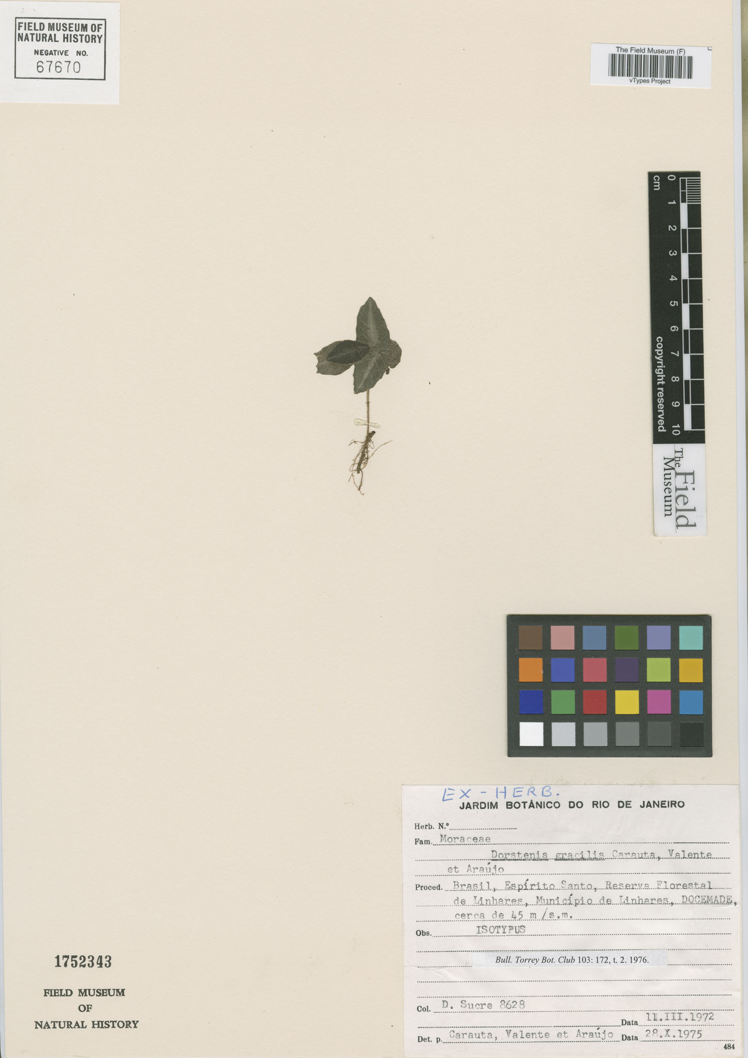 Dorstenia gracilis image