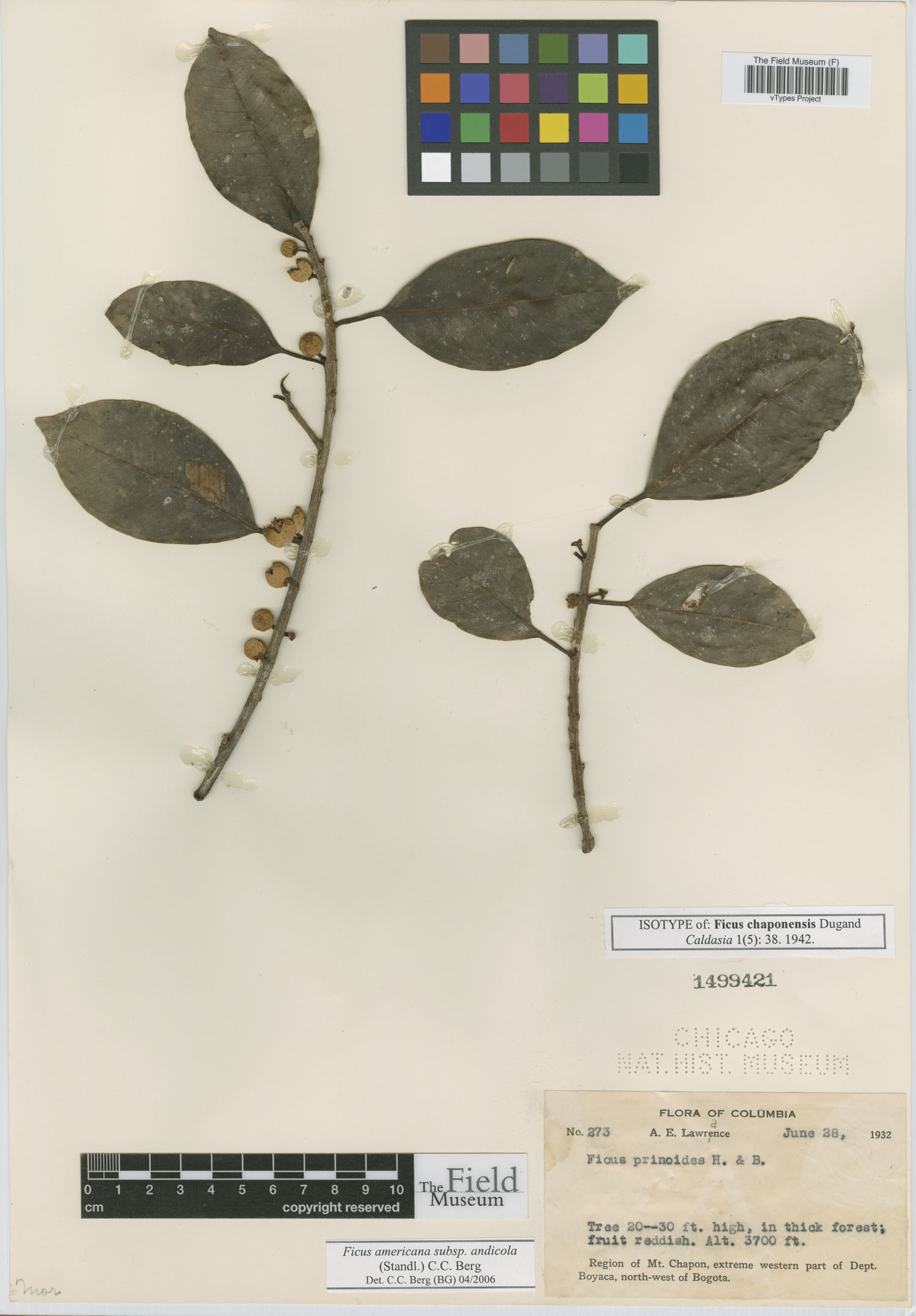 Ficus chaponensis image