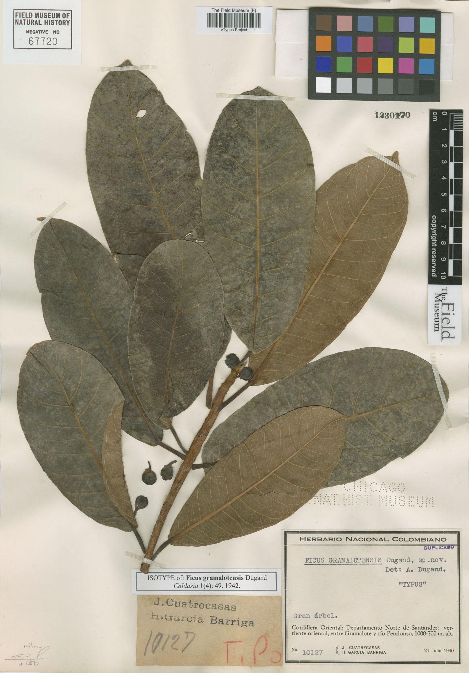 Ficus crocata image