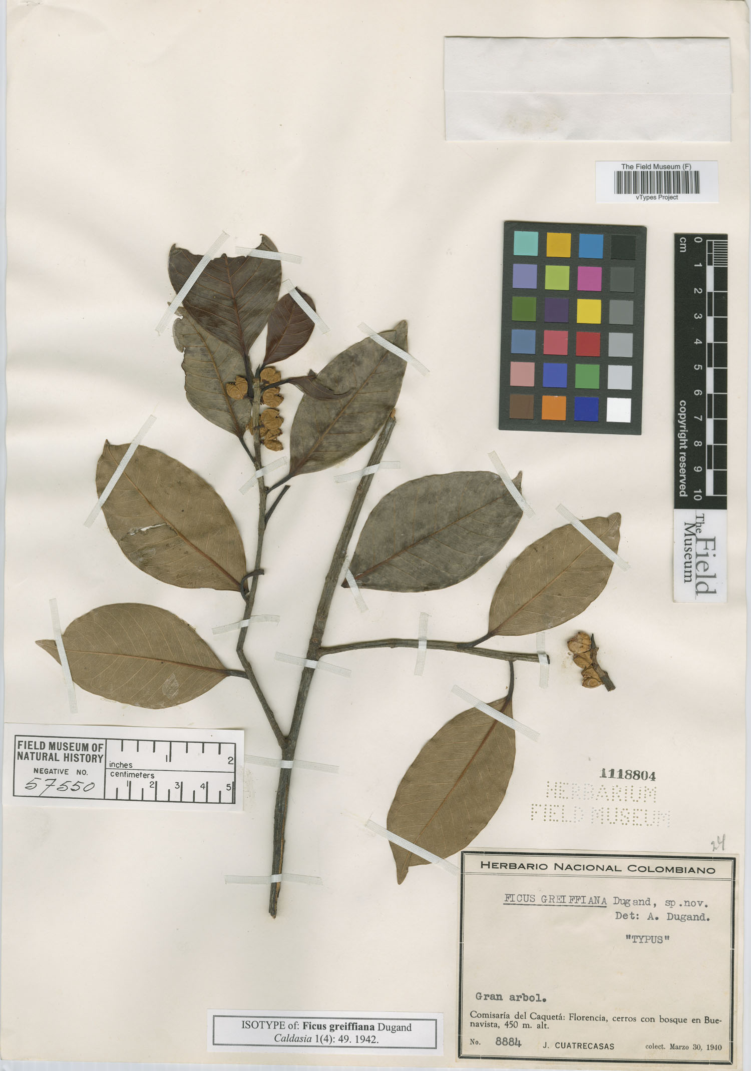 Ficus americana subsp. greiffiana image