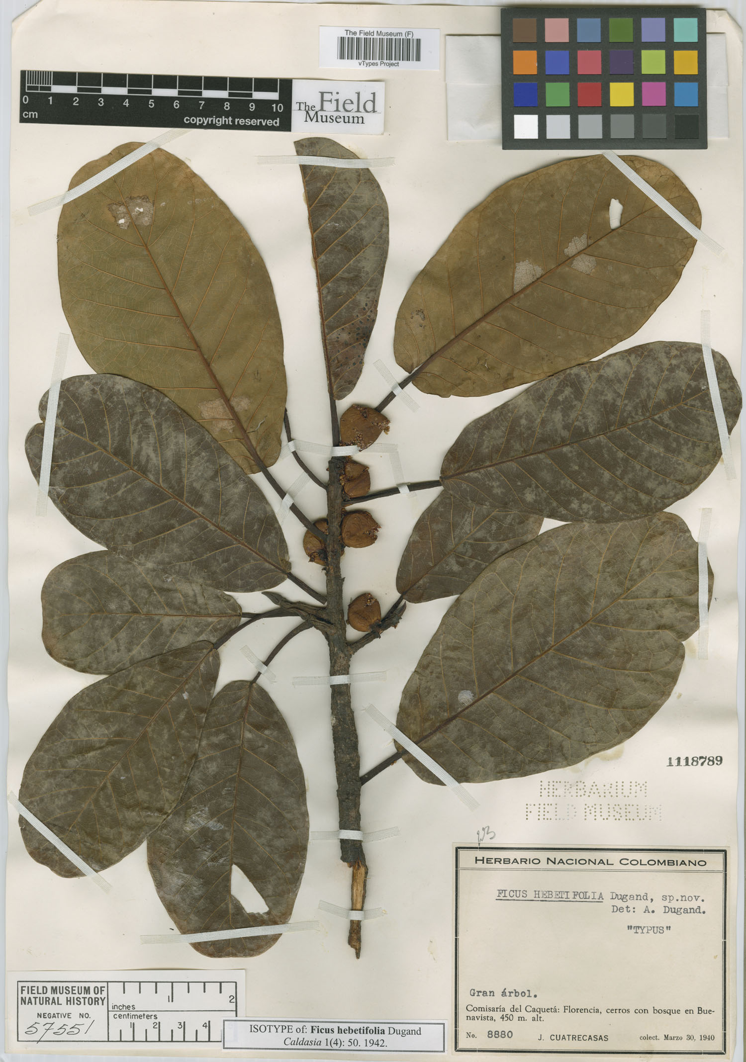 Ficus hebetifolia image