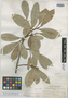 Ficus oblanceolata image