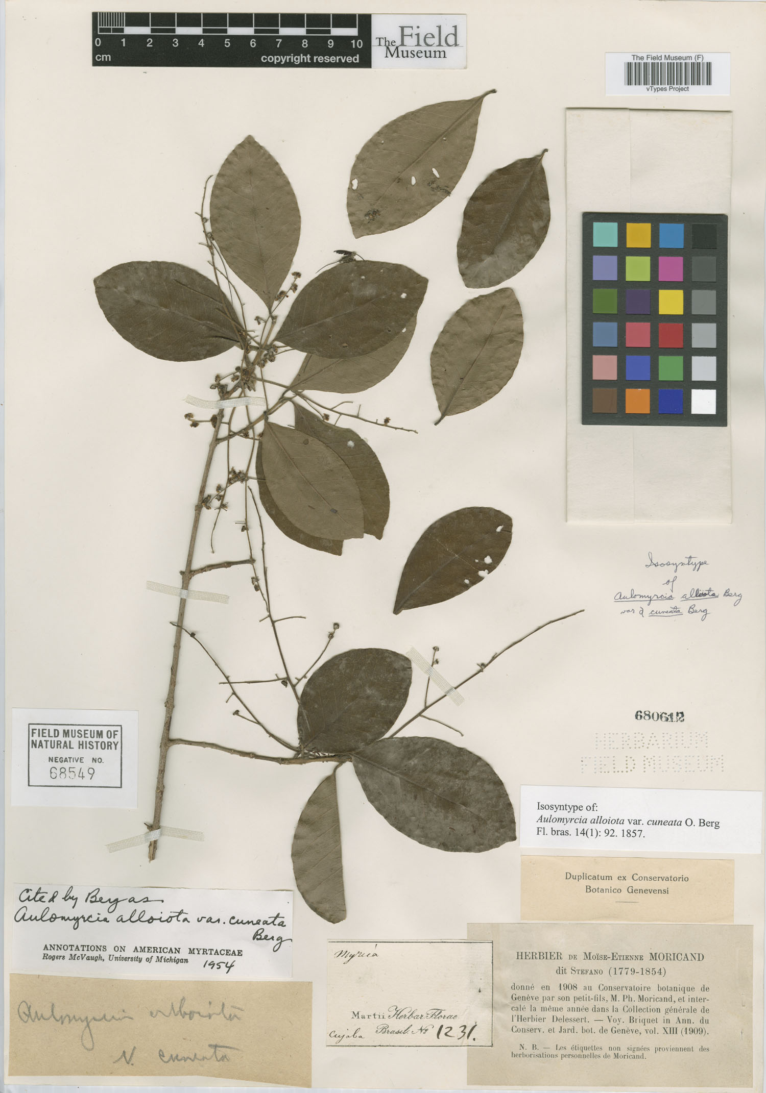 Aulomyrcia image
