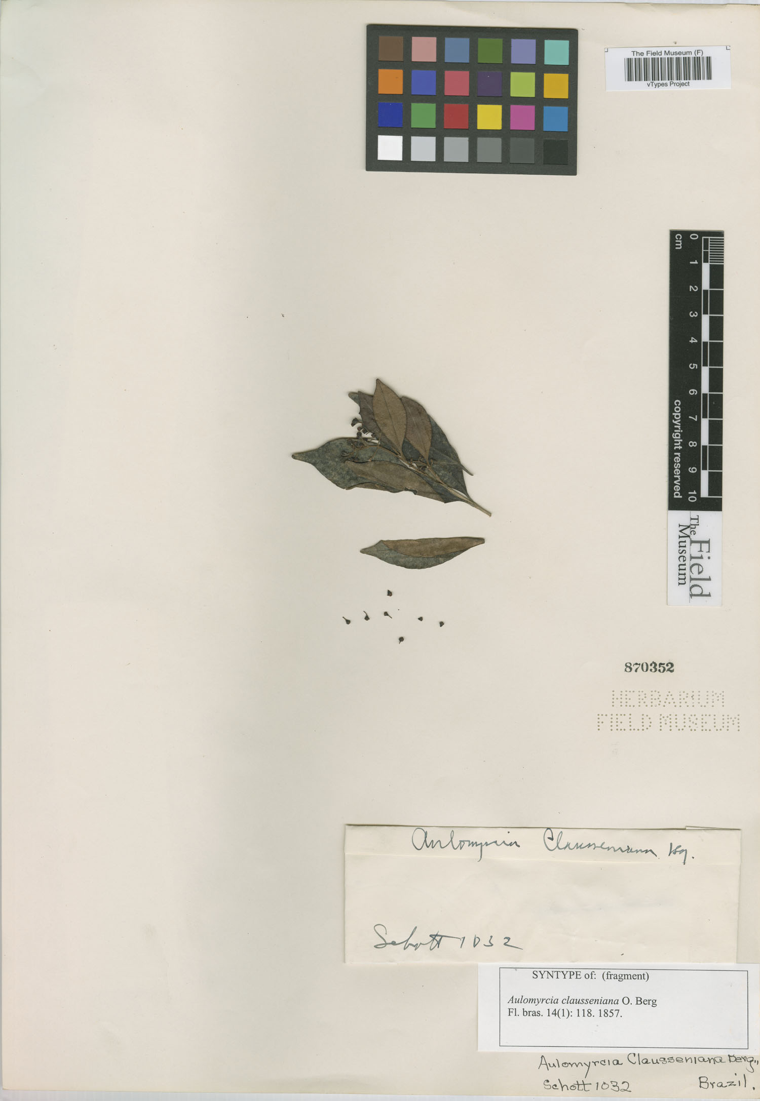 Aulomyrcia clausseniana image