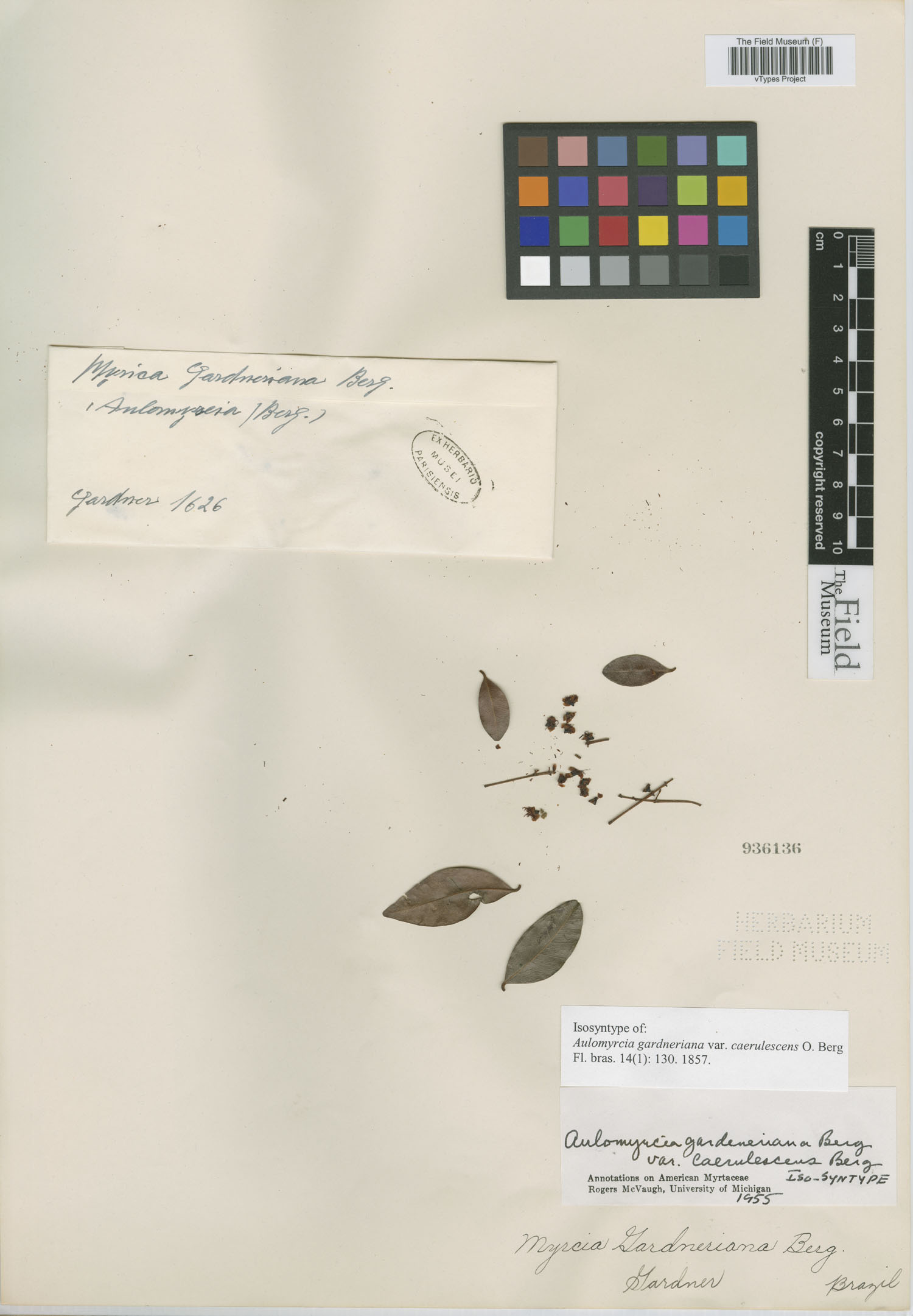 Aulomyrcia gardneriana var. caerulescens image