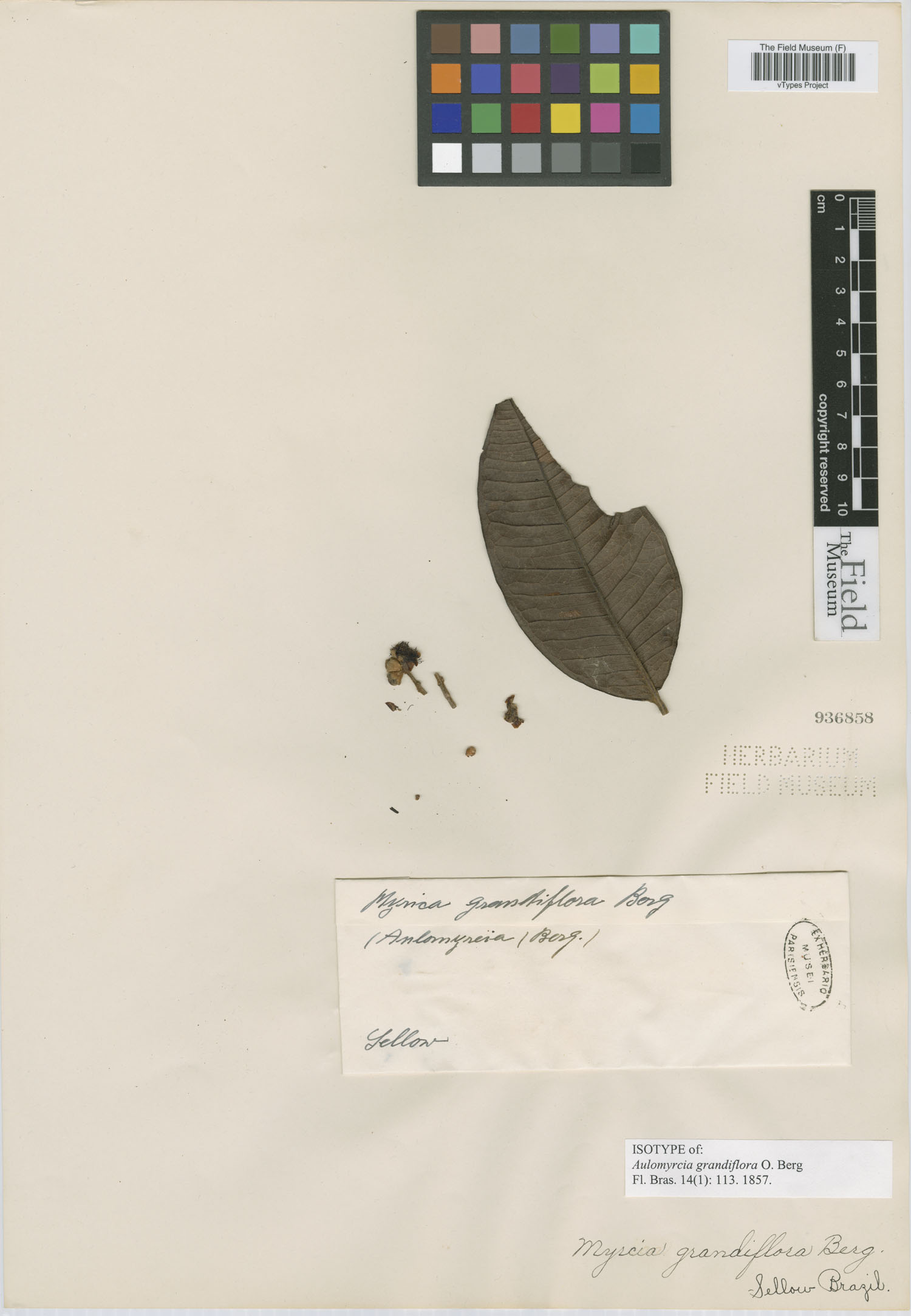 Aulomyrcia grandiflora image