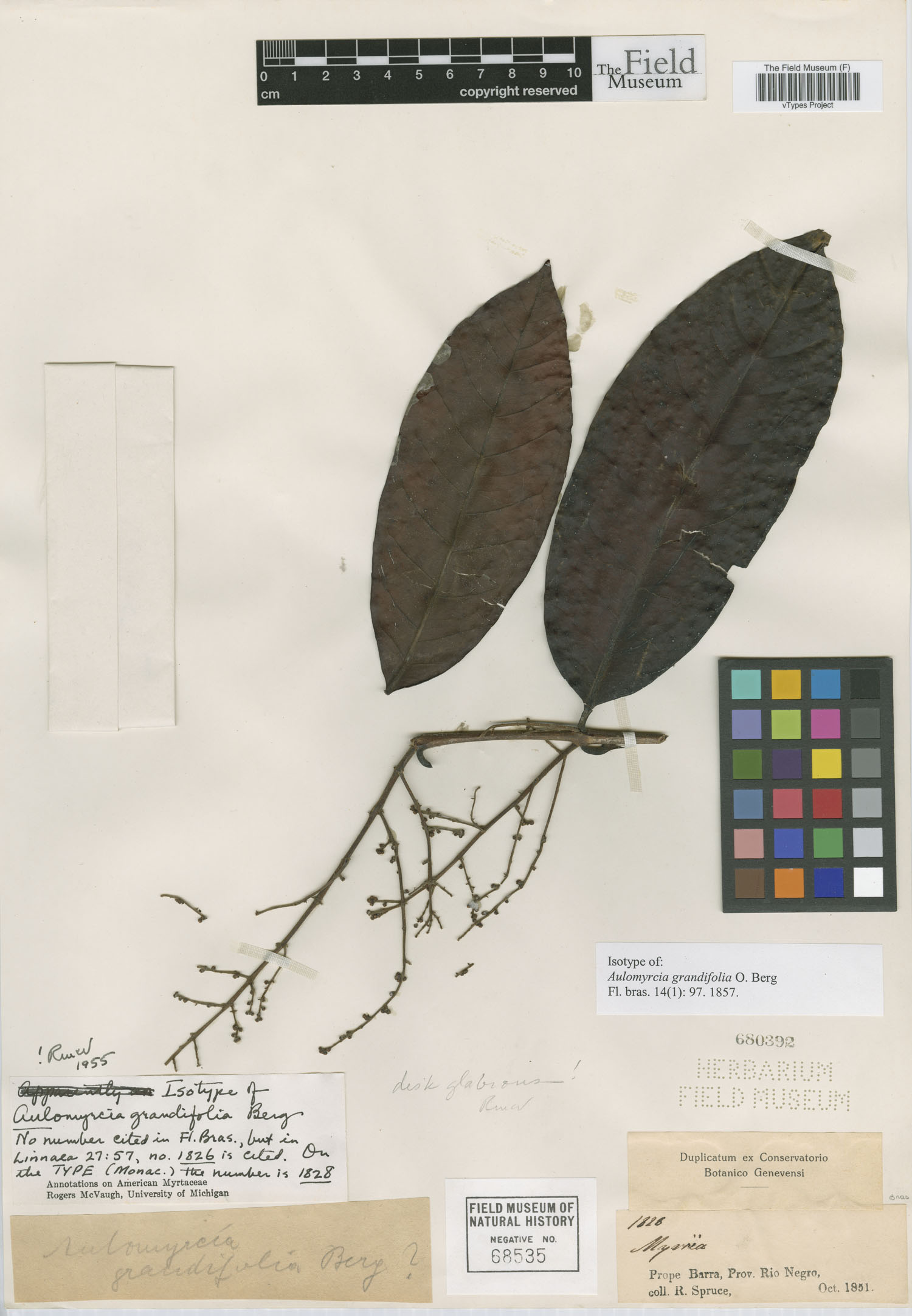 Aulomyrcia grandifolia image