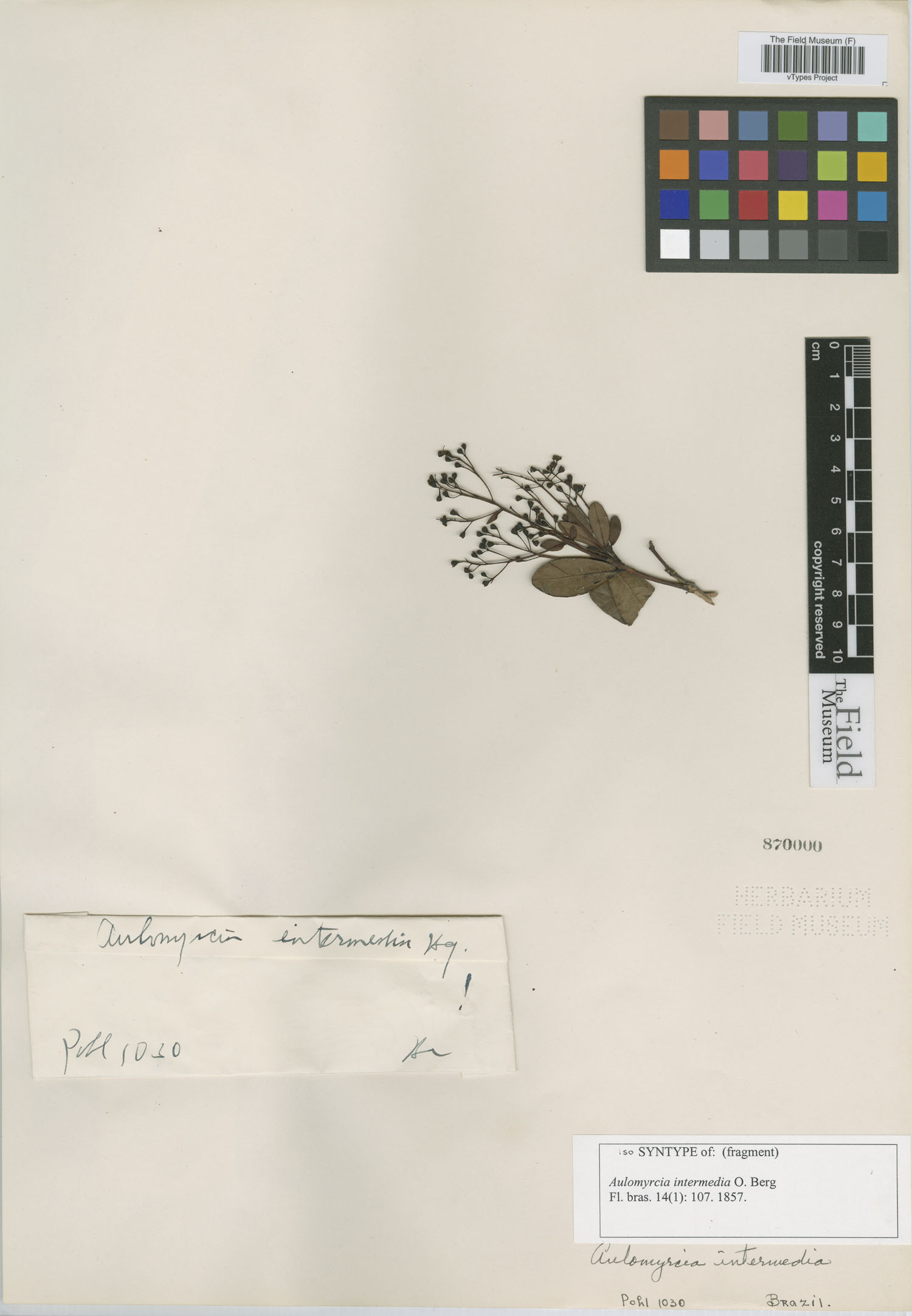 Myrcia guianensis image