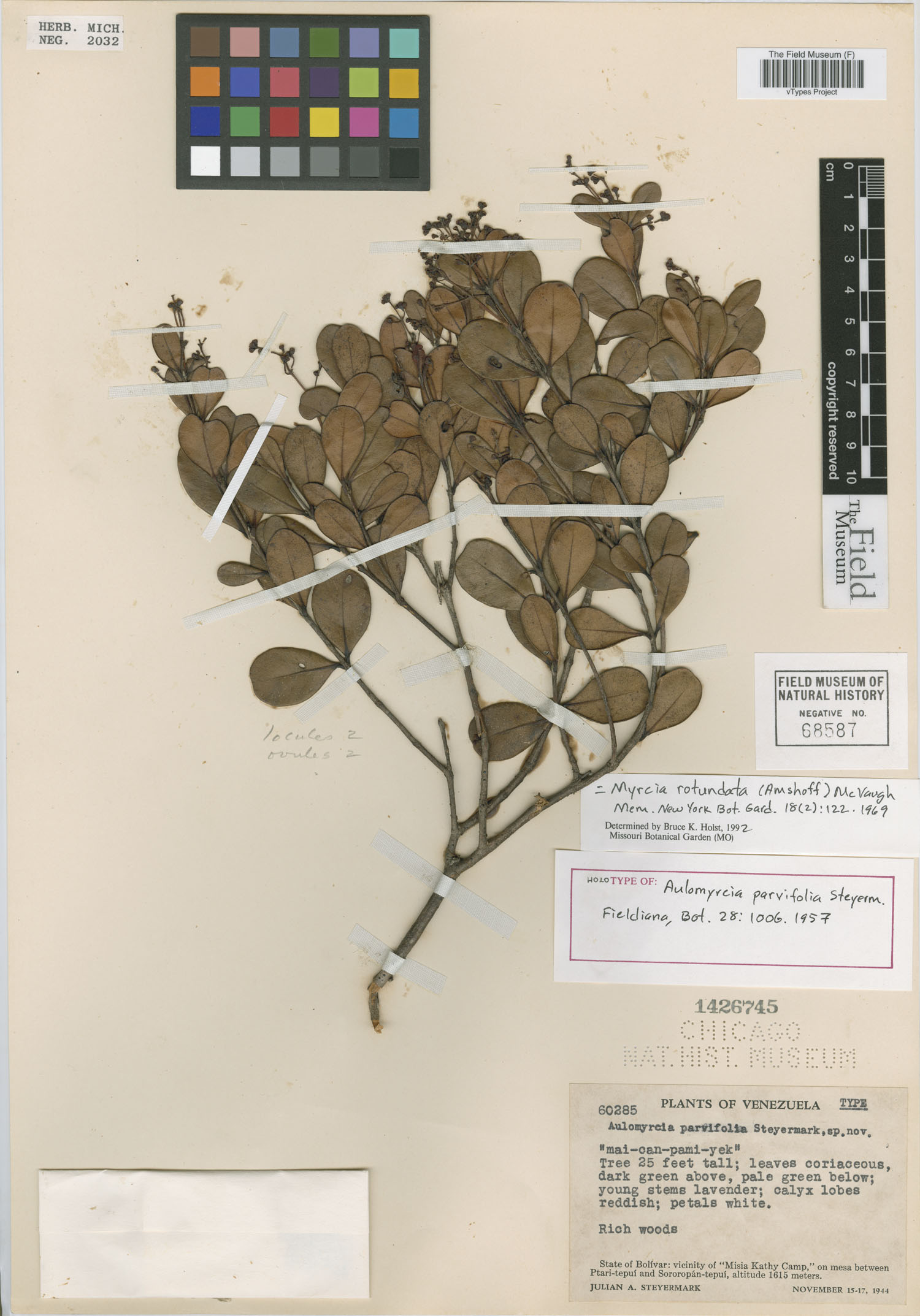Aulomyrcia parvifolia image