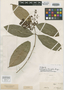 Aulomyrcia tenuifolia image
