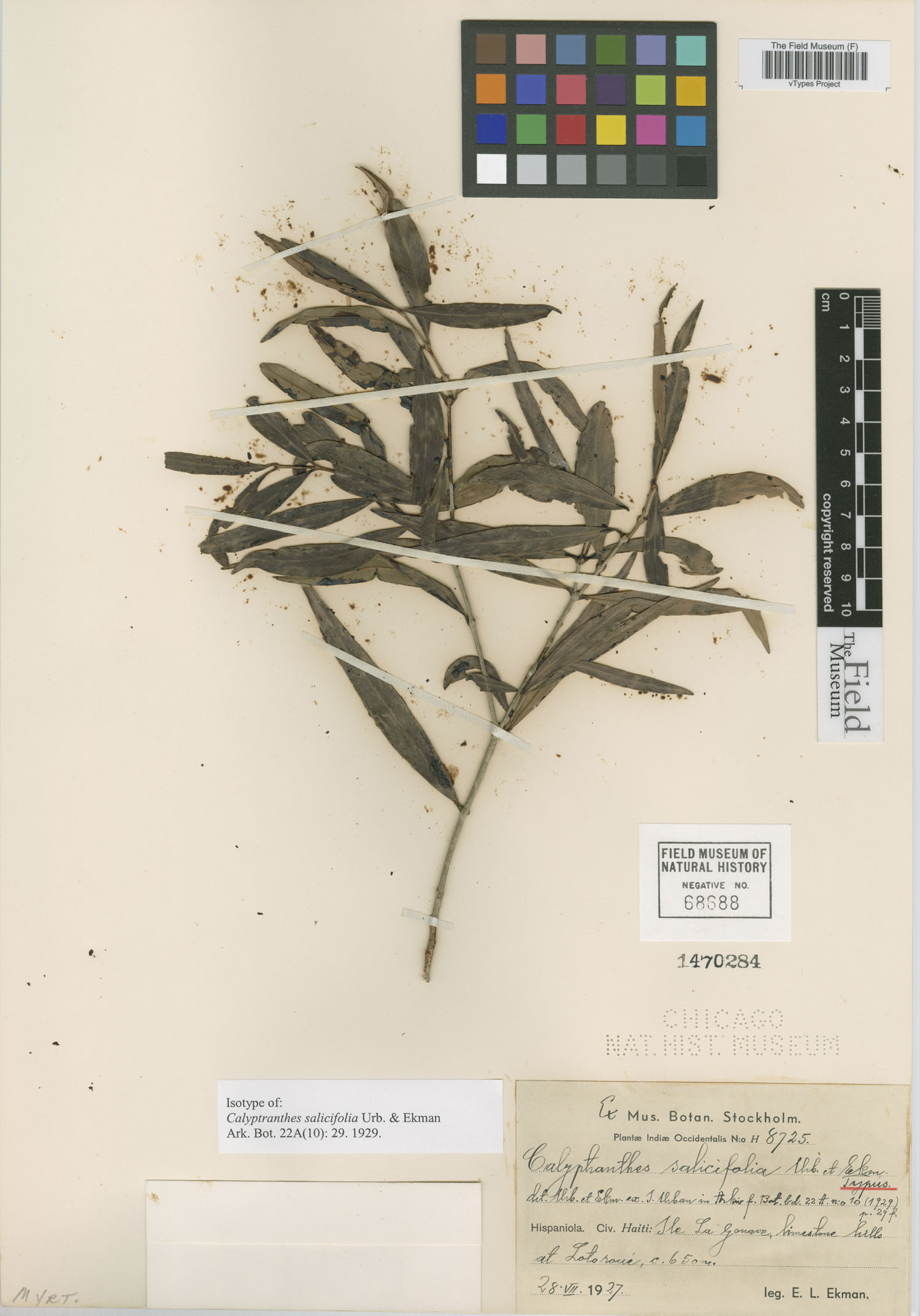 Calyptranthes salicifolia image