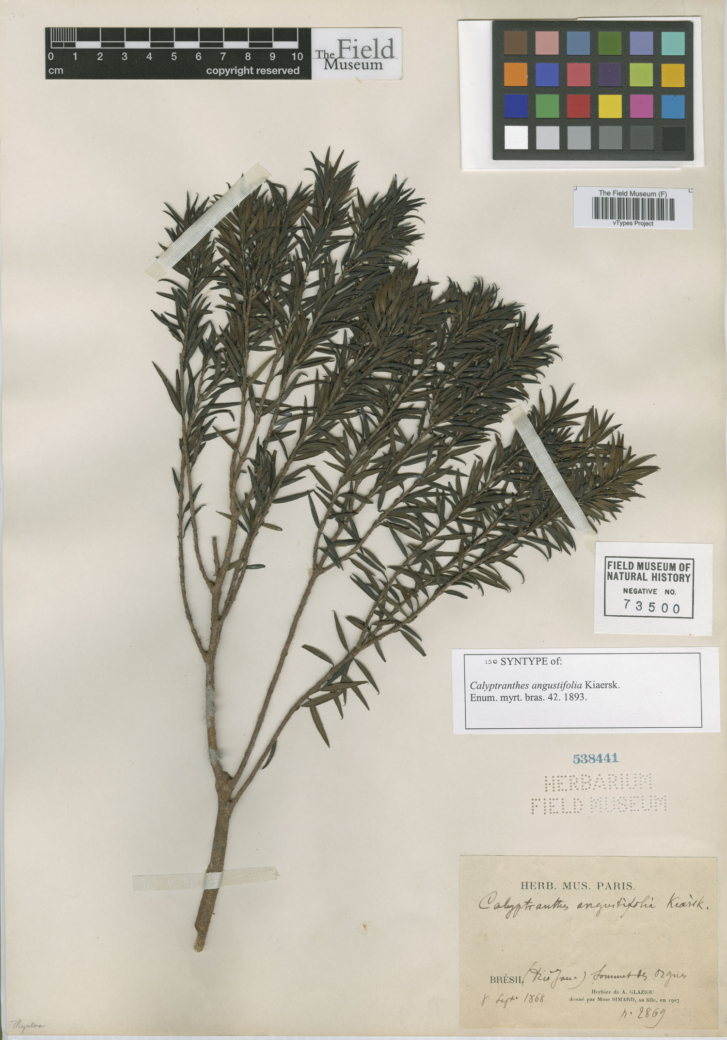 Calyptranthes angustifolia image