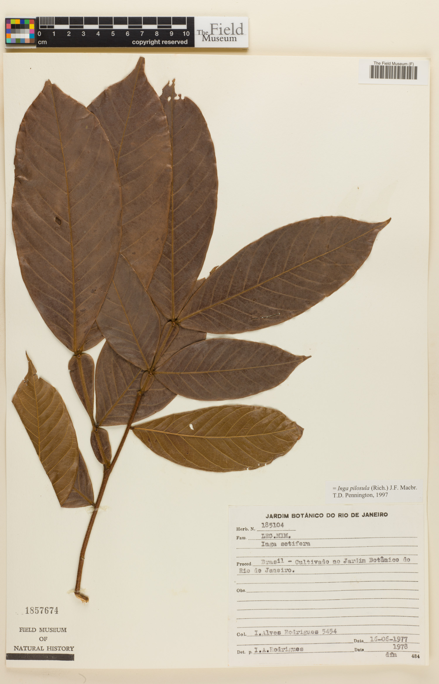 Inga pilosula image