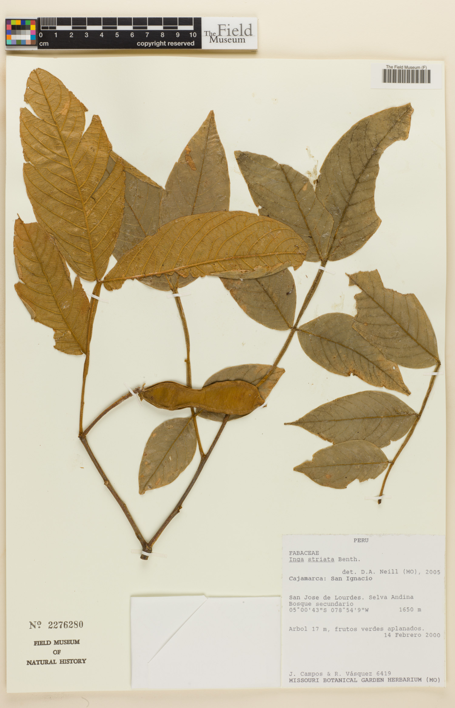 Inga striata image