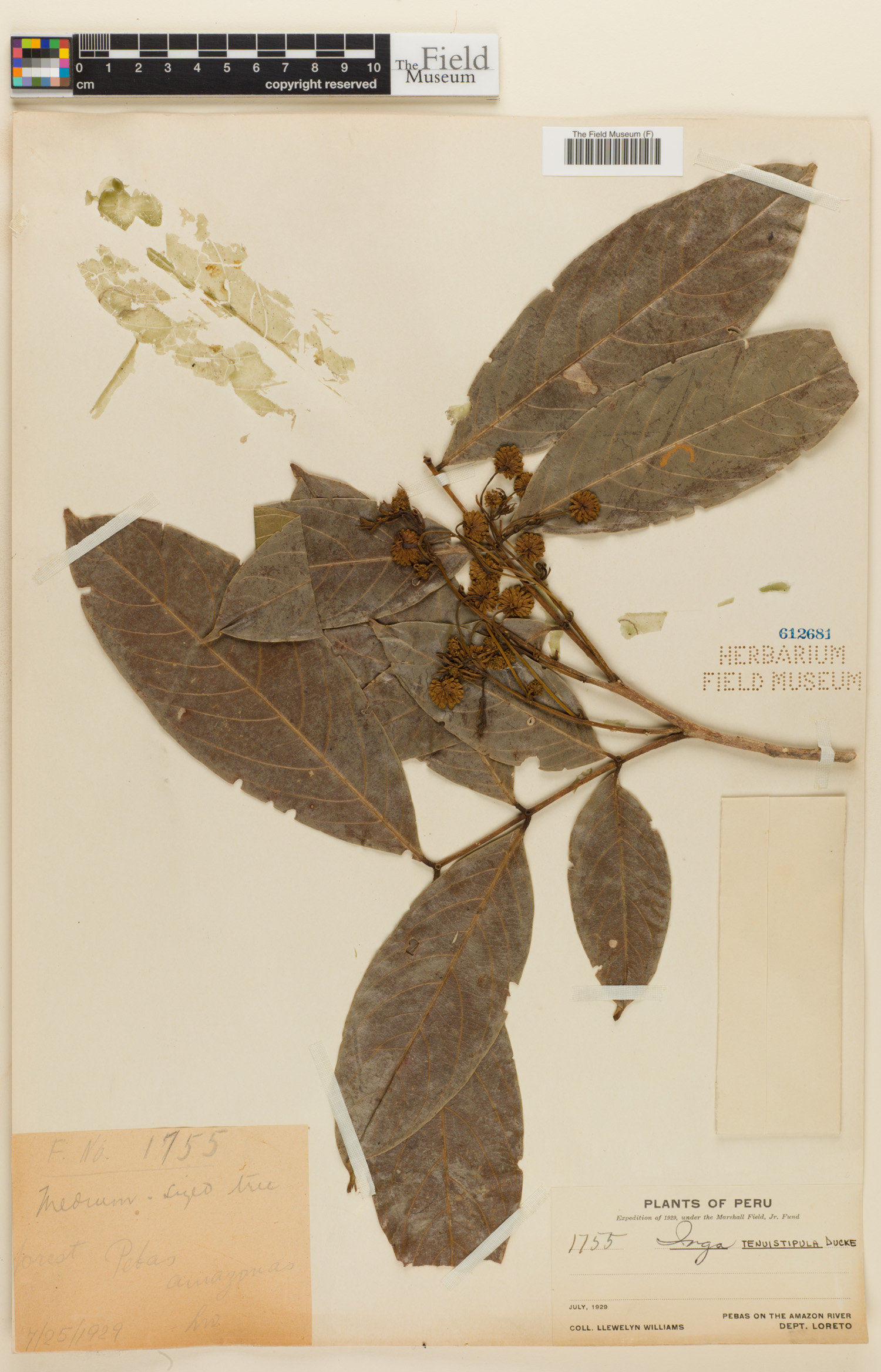 Inga tenuistipula image