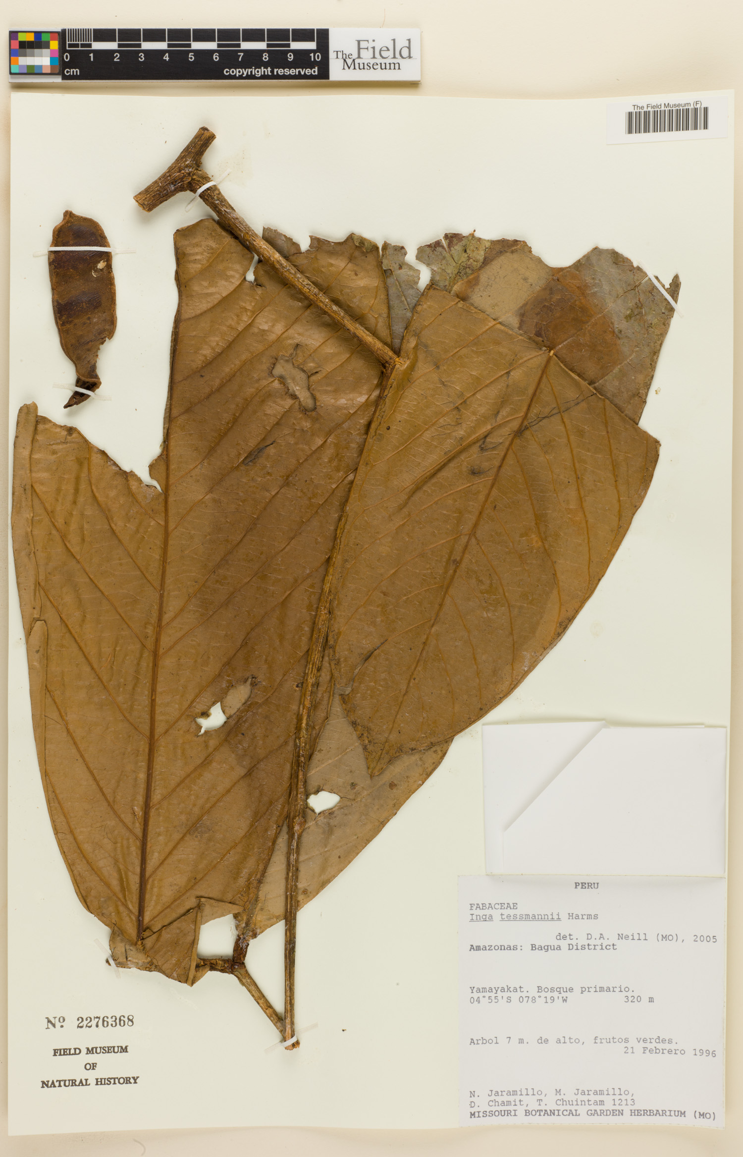 Inga tessmannii image