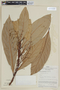 Ocotea grandifolia image