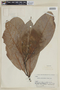Ocotea grandifolia image