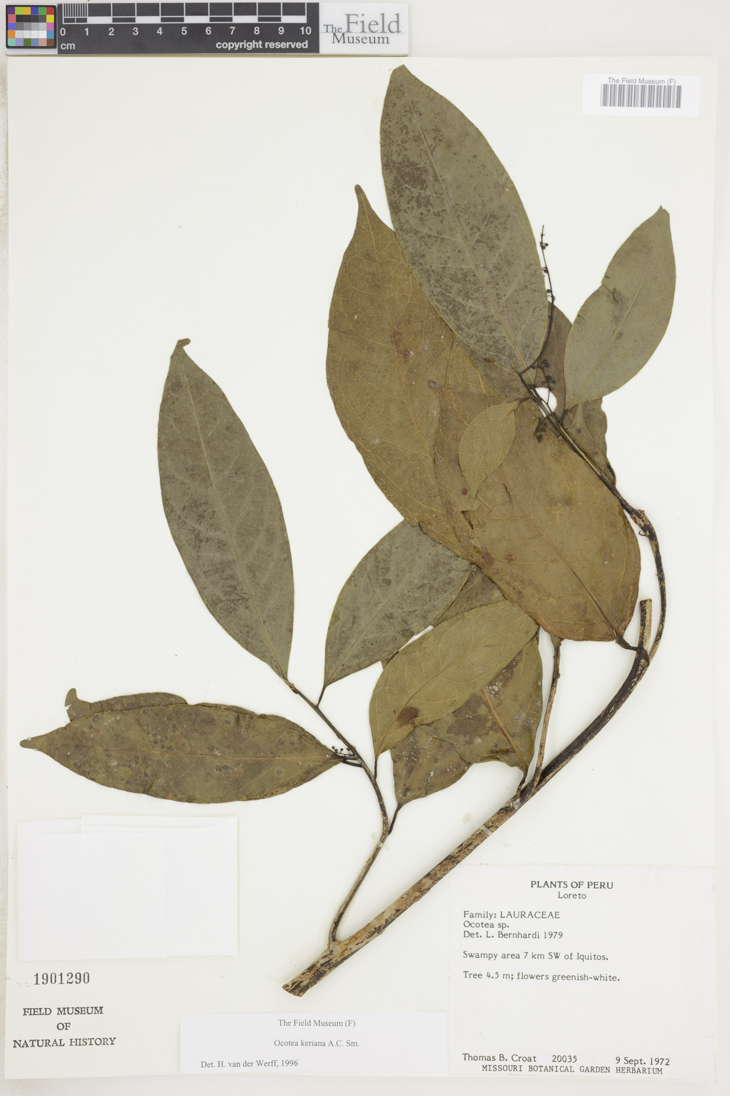 Ocotea keriana image