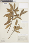 Ocotea lancifolia image