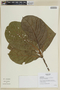 Ocotea tabacifolia image