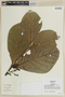 Ocotea tabacifolia image
