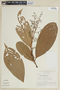Ocotea longifolia image