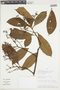 Ocotea ovalifolia image