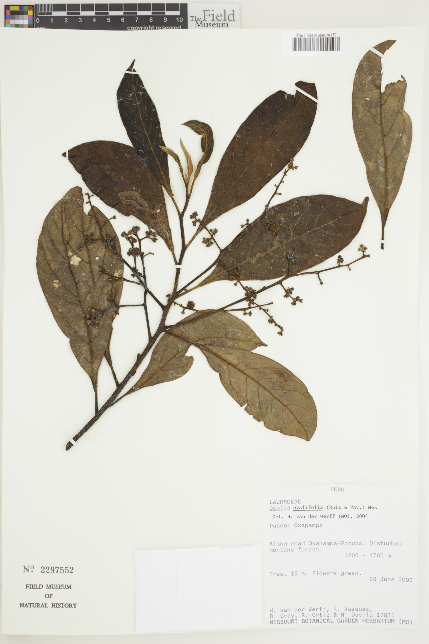 Ocotea ovalifolia image