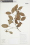 Ocotea pauciflora image