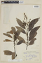 Ocotea prunifolia image