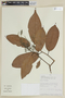Ocotea rhynchophylla image