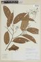 Ocotea rhynchophylla image