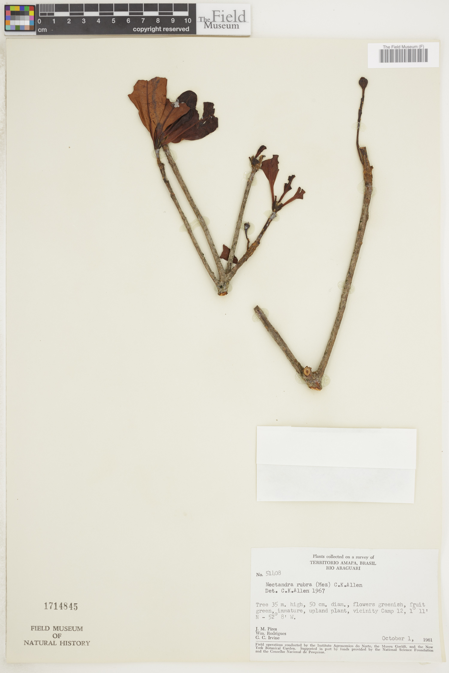 Ocotea rubra image