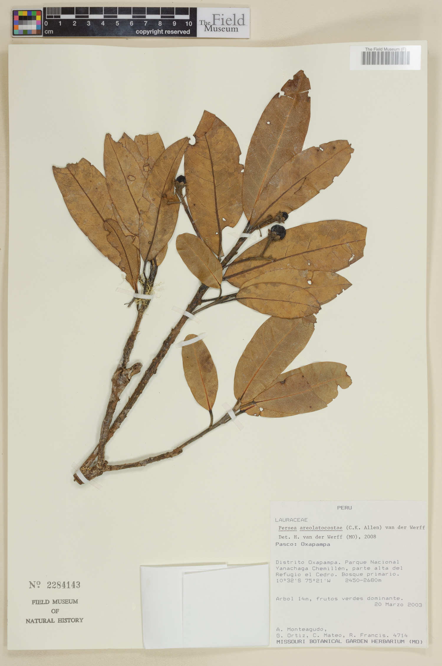 Persea areolatocostae image
