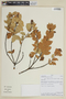 Persea boldufolia image