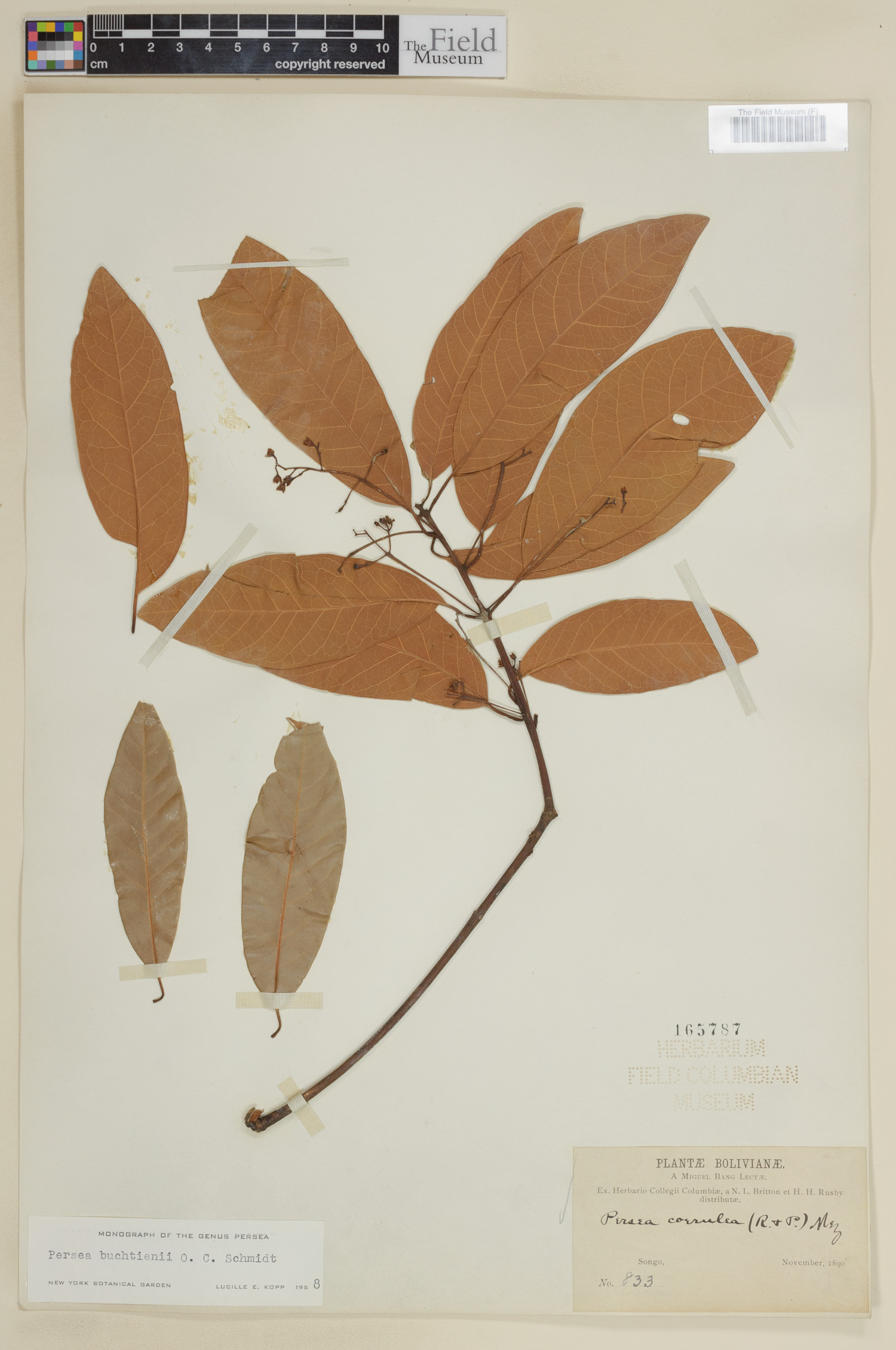 Persea buchtienii image
